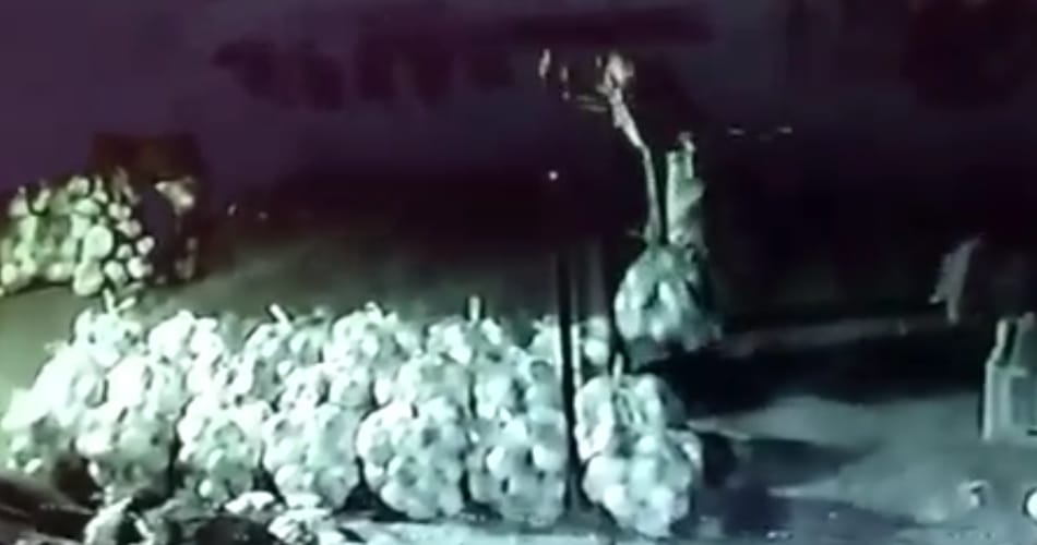 Two Haryana cops caught stealing melons, captured in cctv