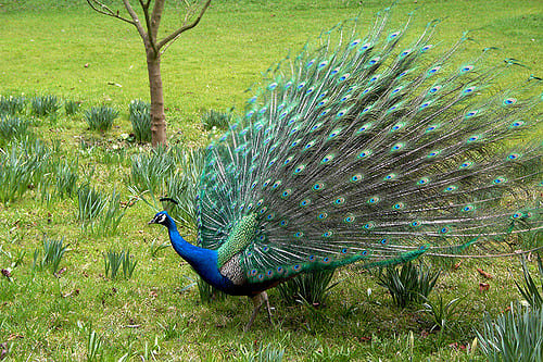 Rajasthan HC judge says peacock is indian national bird because its celibate