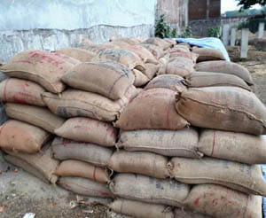 500 quintle wheat