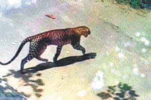 Run away, save life, leopard came ... leopard