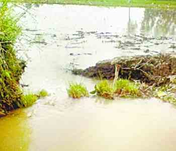 Canal cut, 200 bigha crop steep