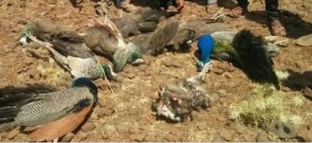9 peacock found dead in strange manner in kota 