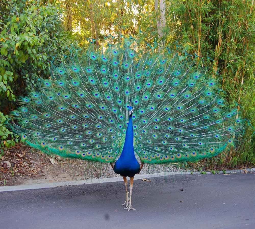 importance of peacock feather in vaastu shastra