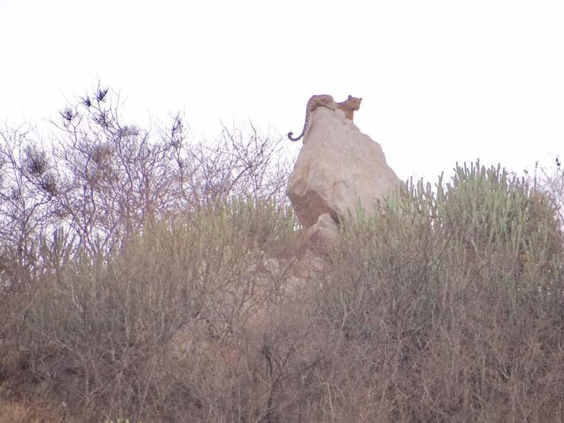 panther sighting again near jaipur city