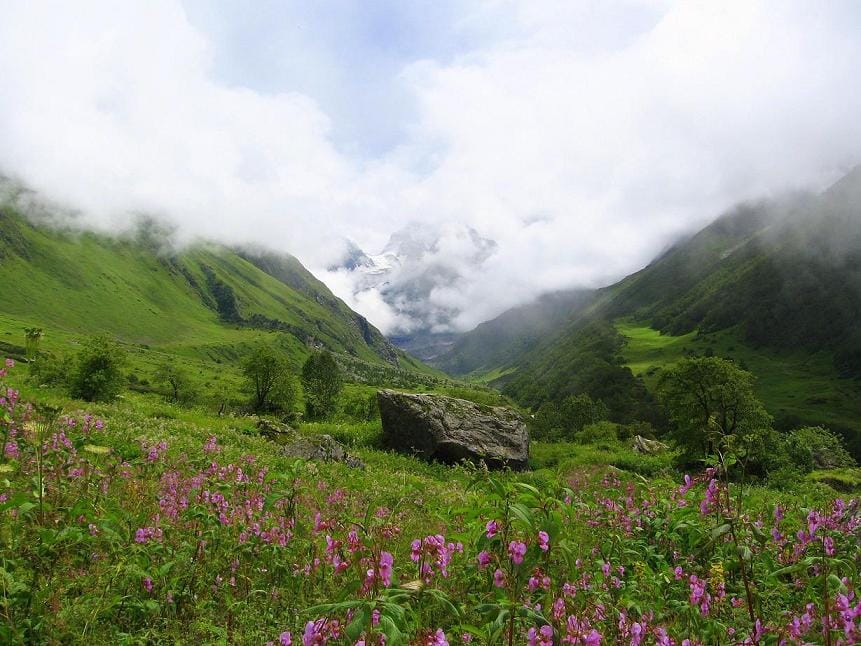two hundred species of flowers blossom together
