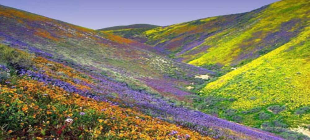 flowers of valley open for tourists