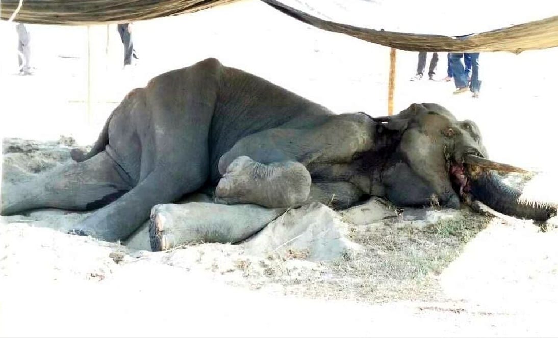  Elephant injured in mutual conflicts 