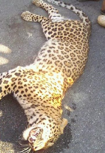 Leopard injured due to vehicle grip