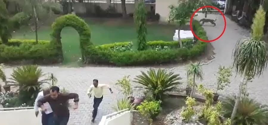 panther rescued from bhiwadi industrial area in alwar 