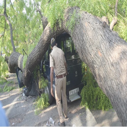 ...when the 50-feet tall tree dropped on the SP City car, four policemen who were sitting in the car