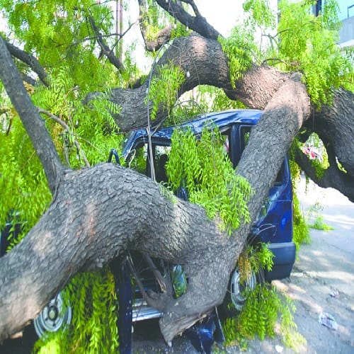 ...when the 50-feet tall tree dropped on the SP City car, four policemen who were sitting in the car
