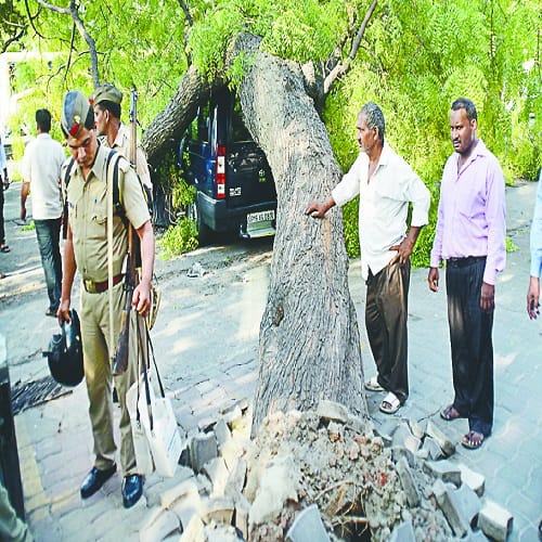 ...when the 50-feet tall tree dropped on the SP City car, four policemen who were sitting in the car