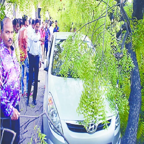 ...when the 50-feet tall tree dropped on the SP City car, four policemen who were sitting in the car