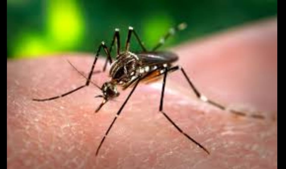 7 Things will help you to stay away from dengue malaria and chikungunya mosquitoes