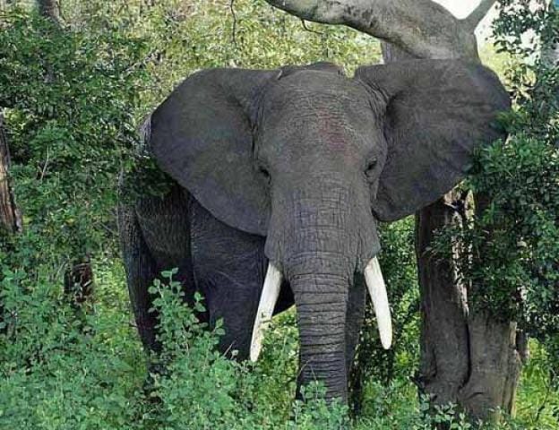 Elephant Ransha to three including 12 year old girl