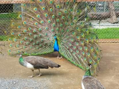HOW PEAHEN GETS PREGNANT, PEACOCKS DO HAVE SEX, RAJASTHAN HC JUDGE COMMENT PROVED WRONG