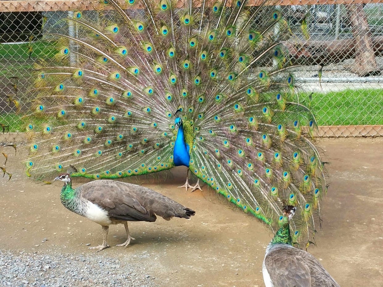 Peacocks murder by poison making sexual enhancing drugs Varanasi police arrested