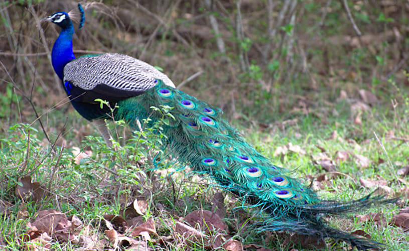 What science says about the mating habits of the peacock?