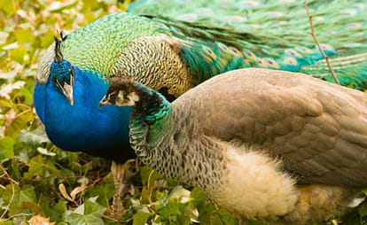 What science says about the mating habits of the peacock?