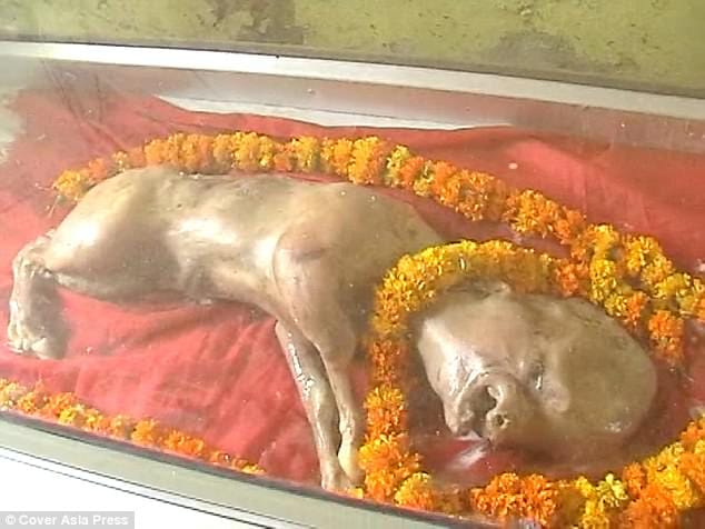 cow born with a human like head in up.