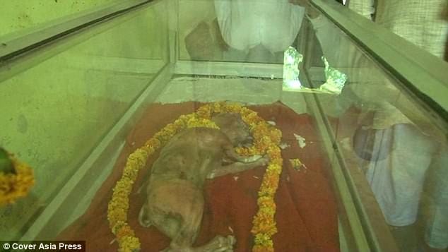 cow born with a human like head in up.