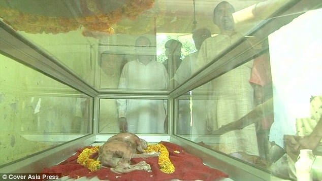 cow born with a human like head in up.