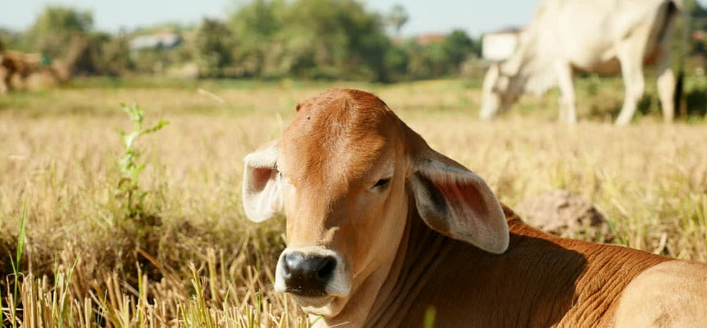 police jeeps kill woman and injured two for saving a cow in UP's balrampur