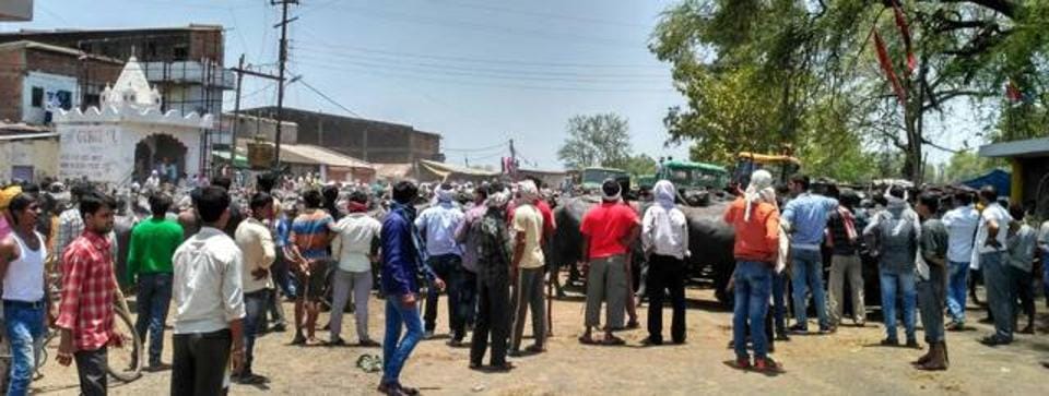 Madhya Pradeshs Jabalpur let loose hundreds of buffaloes on National Highway-7