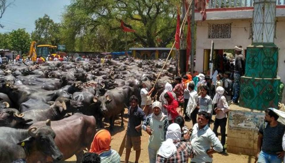 Madhya Pradeshs Jabalpur let loose hundreds of buffaloes on National Highway-7