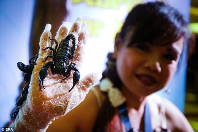 Thailand's scorpion queen loves arachnids