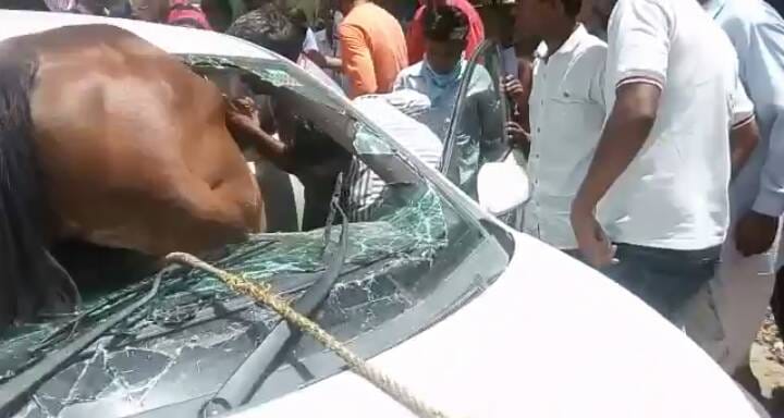 horse and car accident in jaipur 