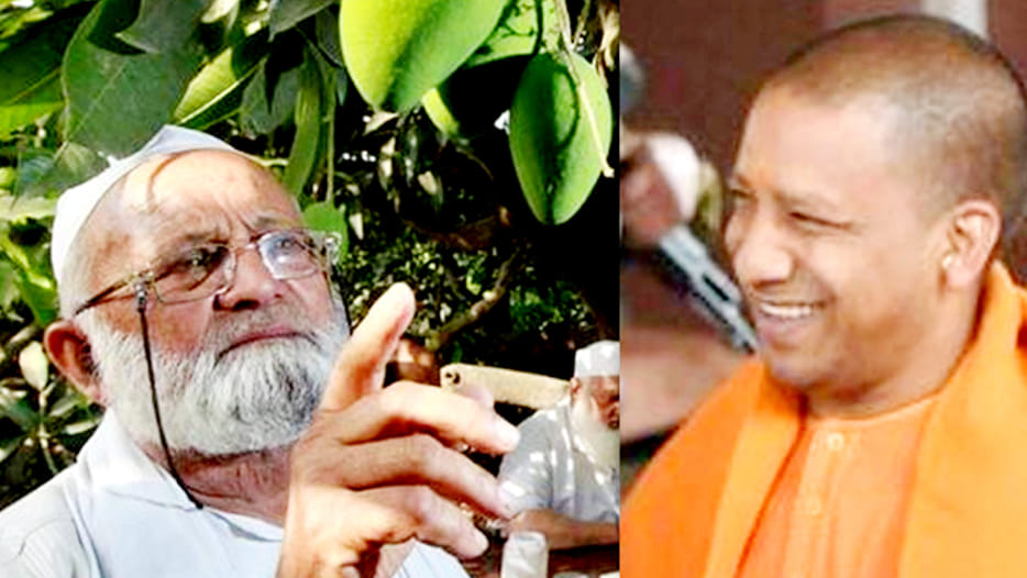 yogi mango coming in market