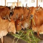 गाय