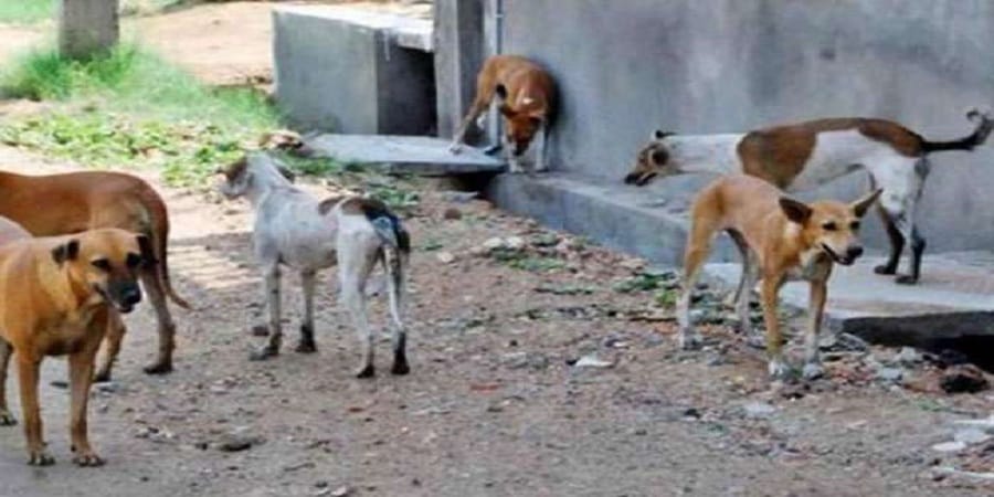 The stray dogs killed the woman without naught, senses of the young woman were seen