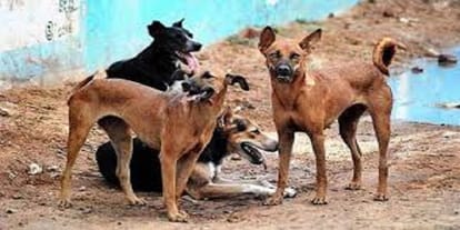 The stray dogs killed the woman without naught, senses of the young woman were seen