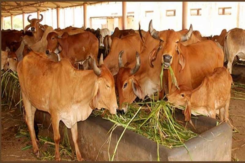 गाय