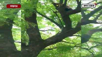 man climbs on tree at bjp headquarter in lucknow
