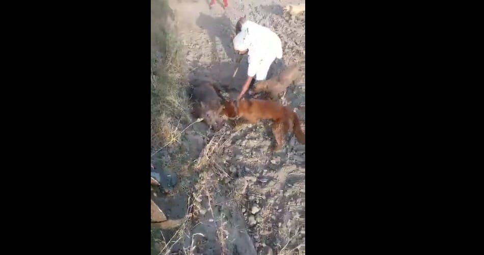 wild pig brutally murdered in ludhiana punjab