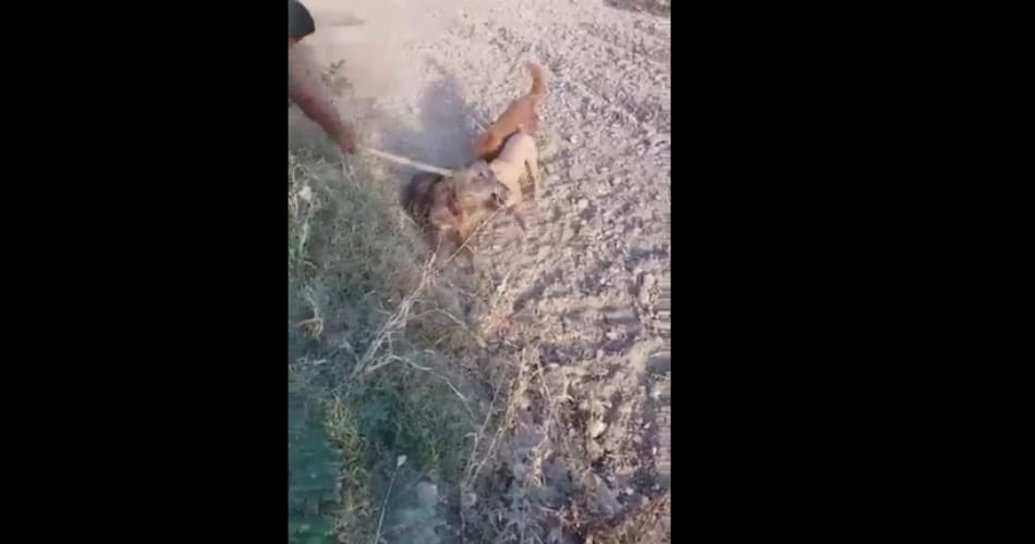wild pig brutally murdered in ludhiana punjab