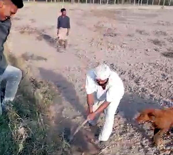 wild pig brutally murdered in ludhiana punjab