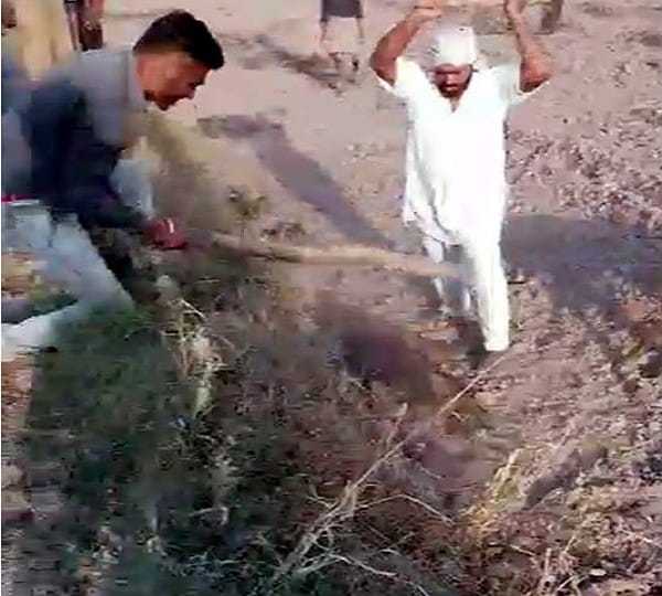 wild pig brutally murdered in ludhiana punjab