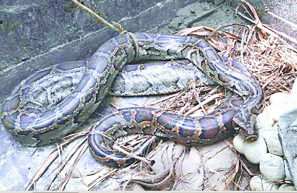 Python found eggs in Girdhpur village