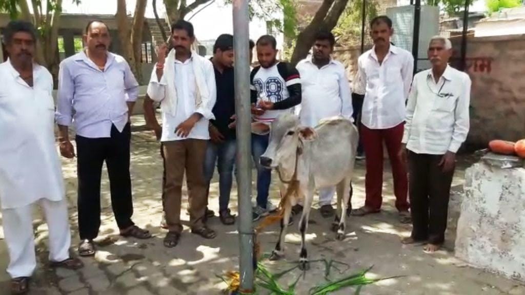 Petrol sprinkled fire on the back of cow, case filed