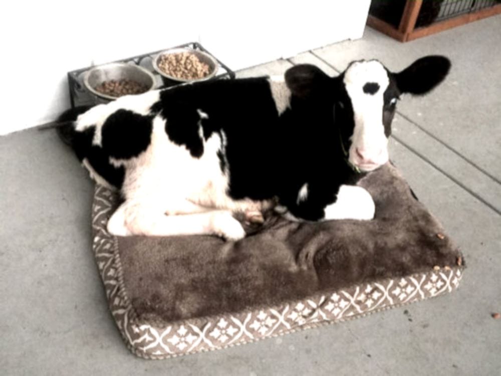 cow milk benifits