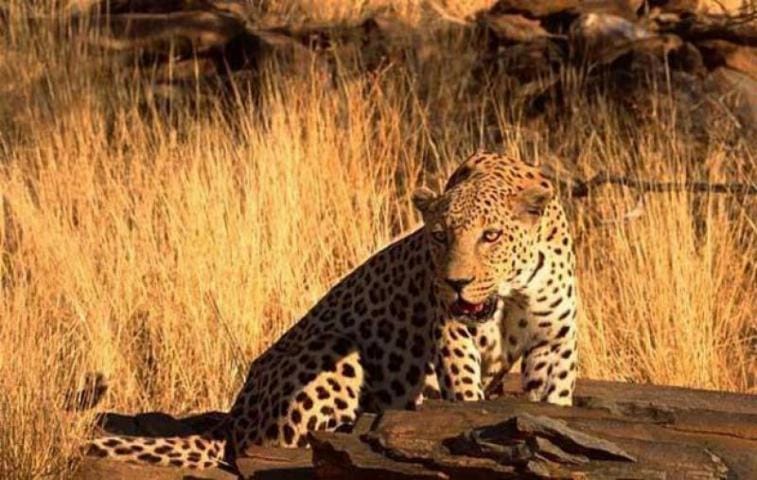 villagers attack on panther and killed 