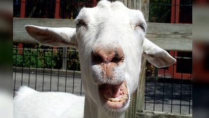 condition. people. Van Rawat. tribe deteriorated. meat goat.