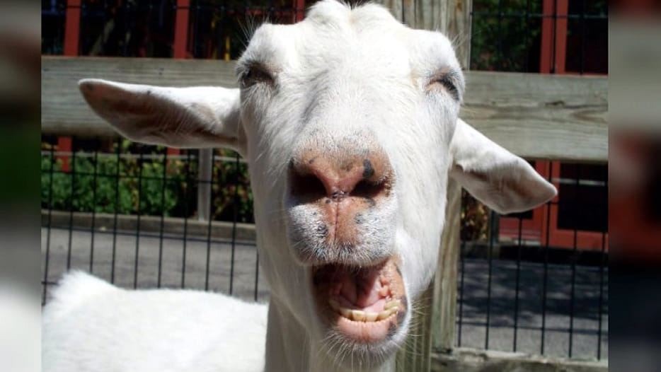 Bizarre story of Goat born with demonic face at San Luis province in central Argentina