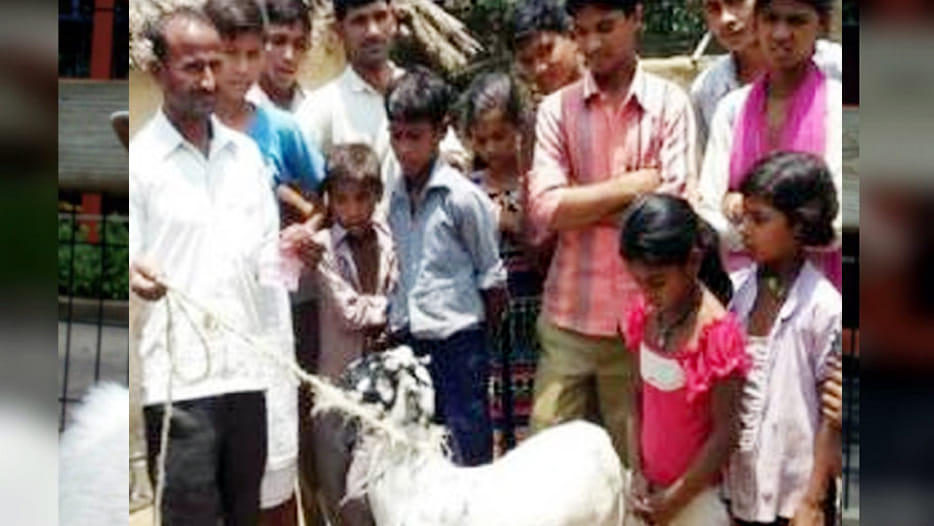 goat eaten 62,000 rupees