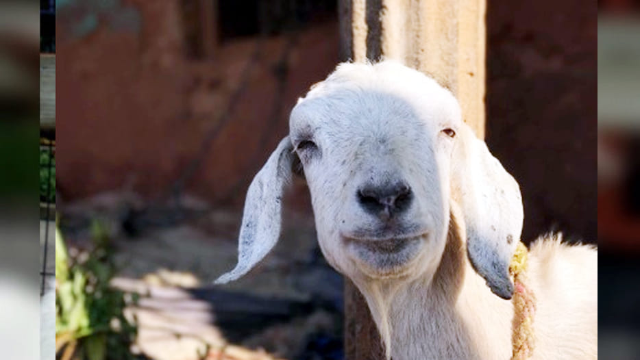 Bizarre story of Goat born with demonic face at San Luis province in central Argentina
