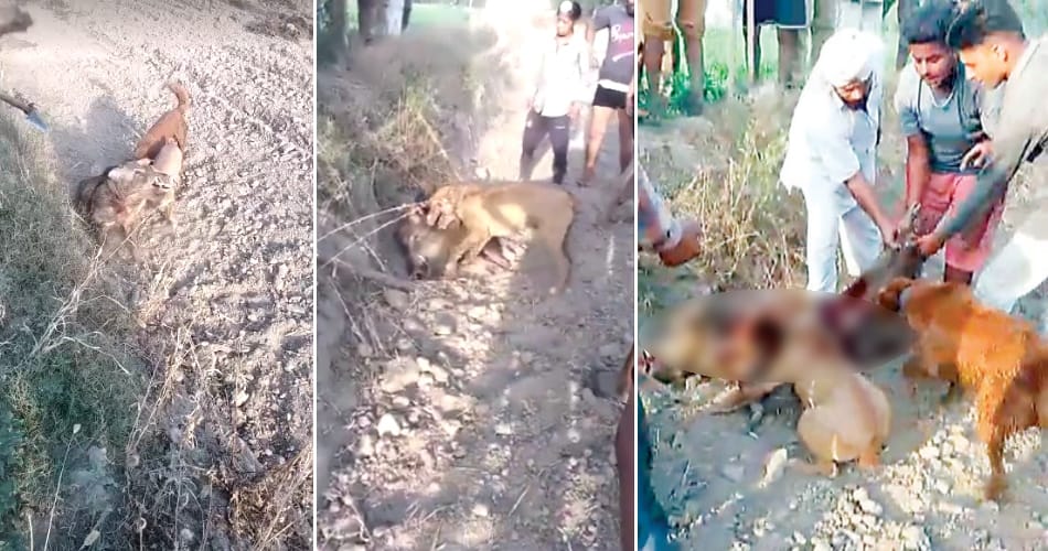 wild pig brutally murdered in ludhiana punjab